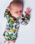Body pandy na bambusach i khaki